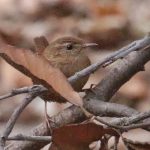 winter wren