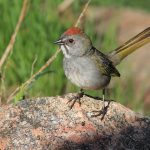 Green-tailed Towhee by Kenneth Cole Schneider via Flickr CC