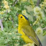 Wilson's Warbler in a catclaw acacia by Marshal Hedin from Flickr CC